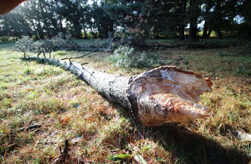 Avis de tempête