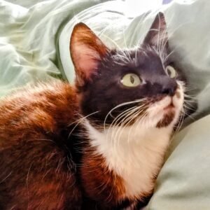 kerbeleg leelooch la petite chatte mascotte de la maison