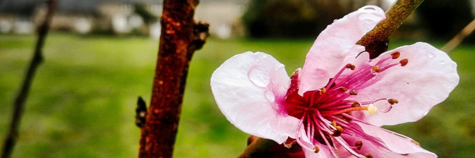 Kerbeleg - Cerisier du japon fleur sakura