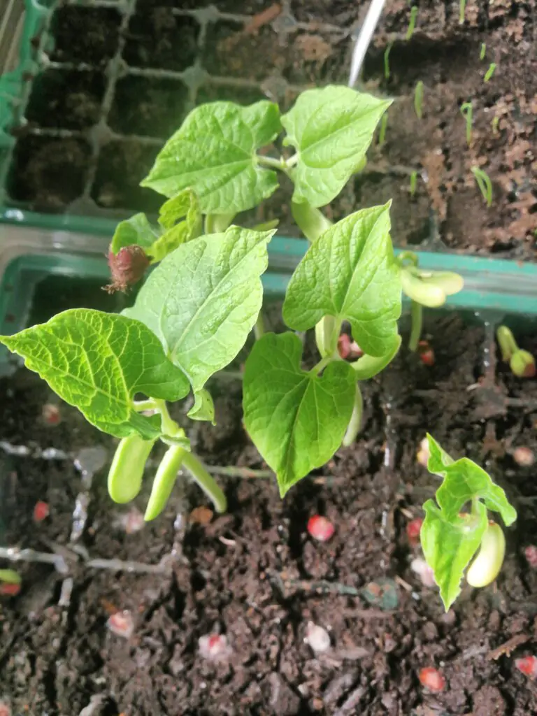 le jardin potager mandala 22 - Kerbeleg