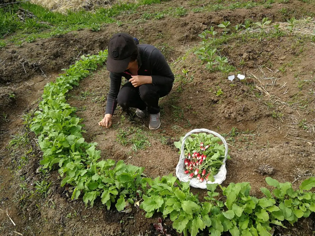 kerbeleg jardin potager mandala elisa 10 - Kerbeleg