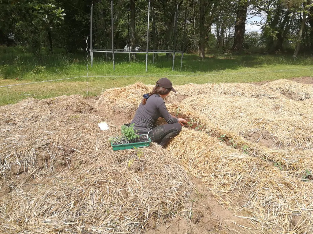 kerbeleg jardin potager mandala elisa 4 - Kerbeleg