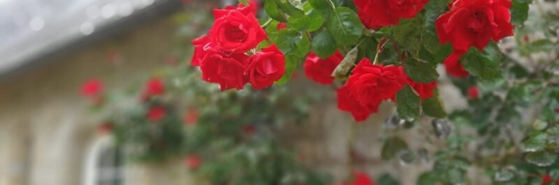 roses rouges jardin kerbeleg 2 scaled