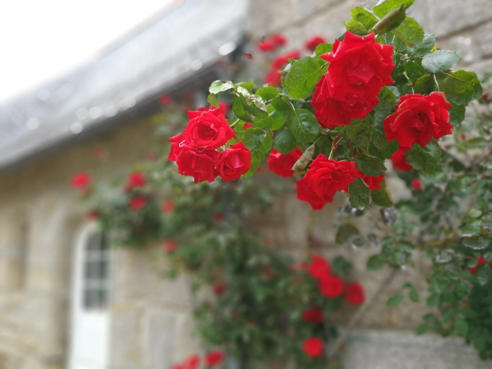 Roses Rouges | Jardin Et Potager | KERBELEG