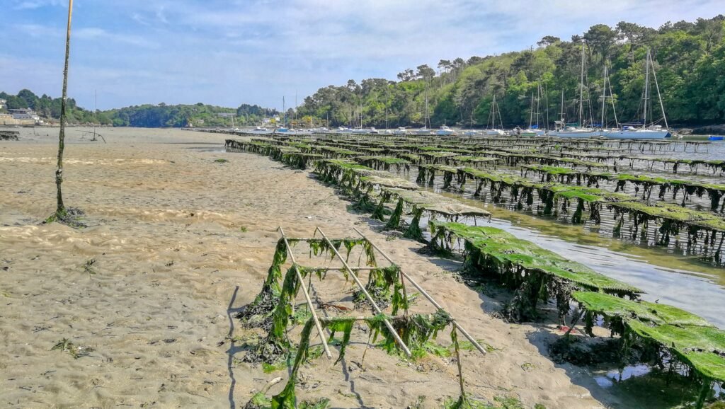 huitres du belon tourisme - Bélon oysters