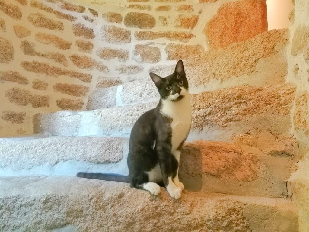 kerbeleg chats tofu escalier pierre scaled