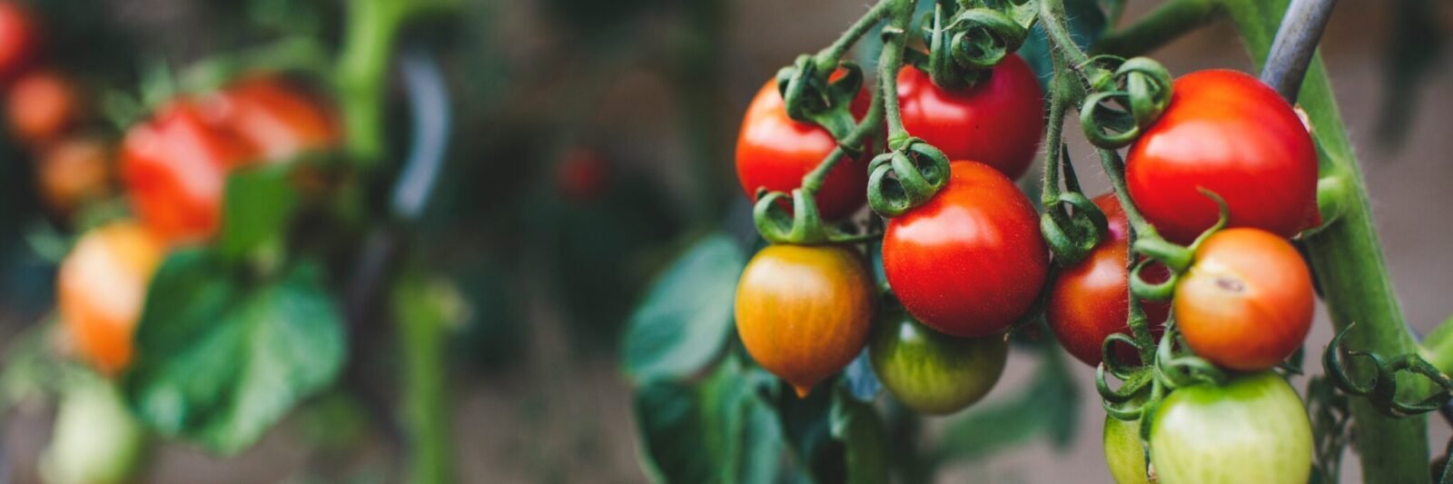 plants de tomates scaled
