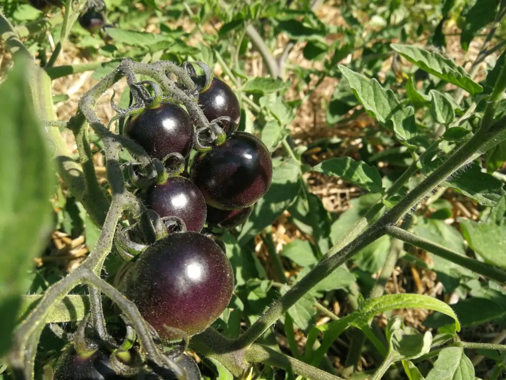 legumes potager mandala 3 - Kerbeleg