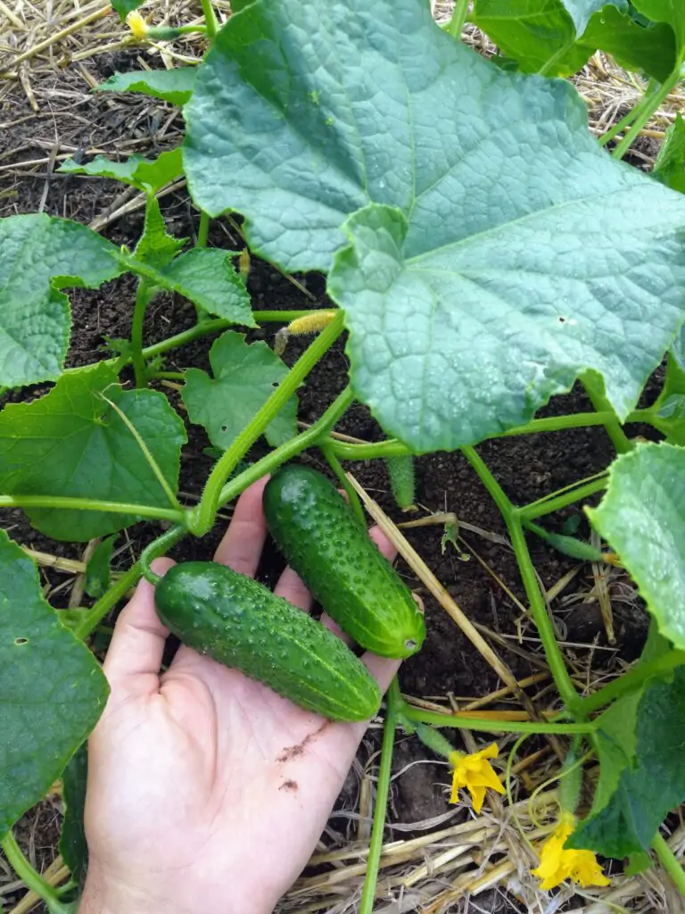 legumes potager mandala 5 - Kerbeleg