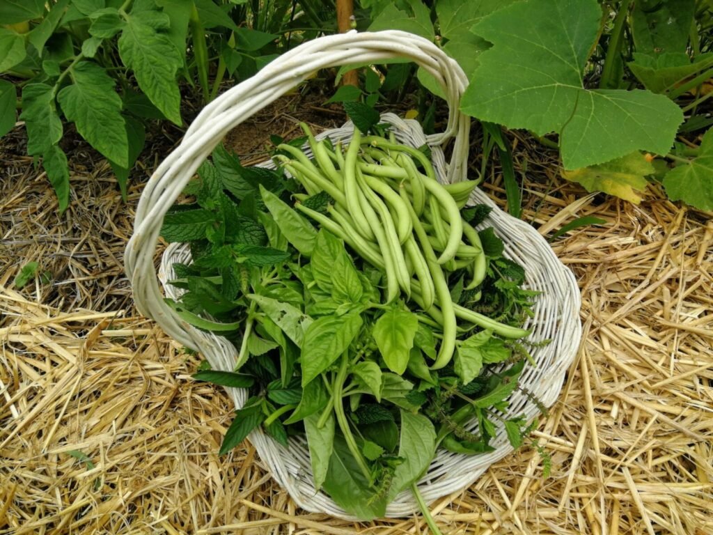 Stangen-Mangoldbohnen 1 - Kerbeleg legumes potager mandala 7 scaled