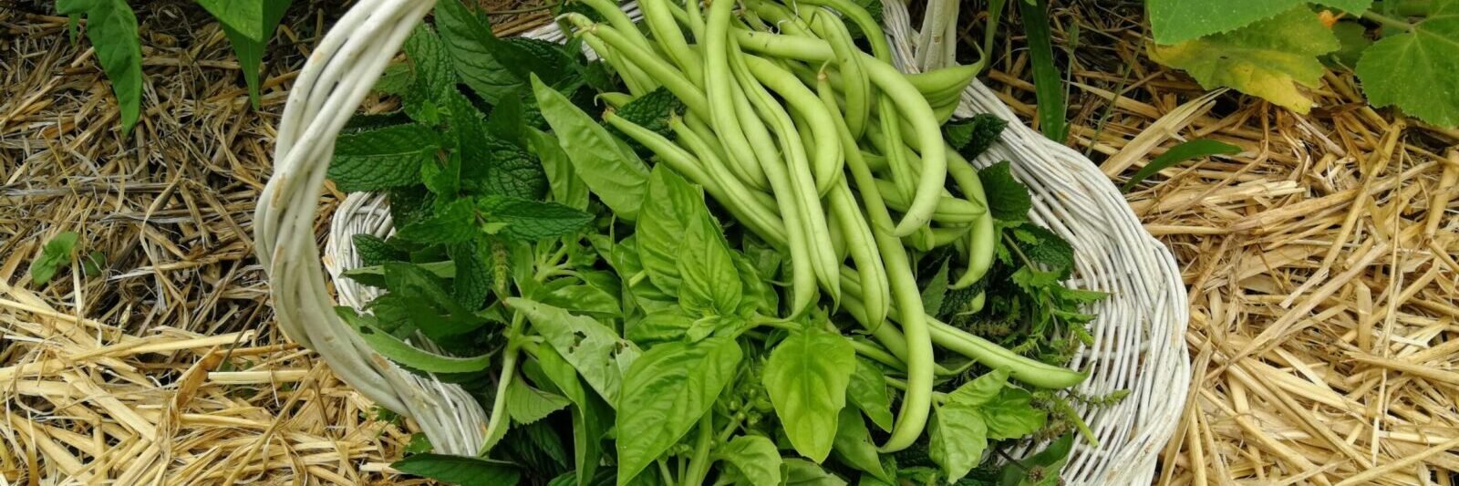 legumes potager mandala 7 scaled