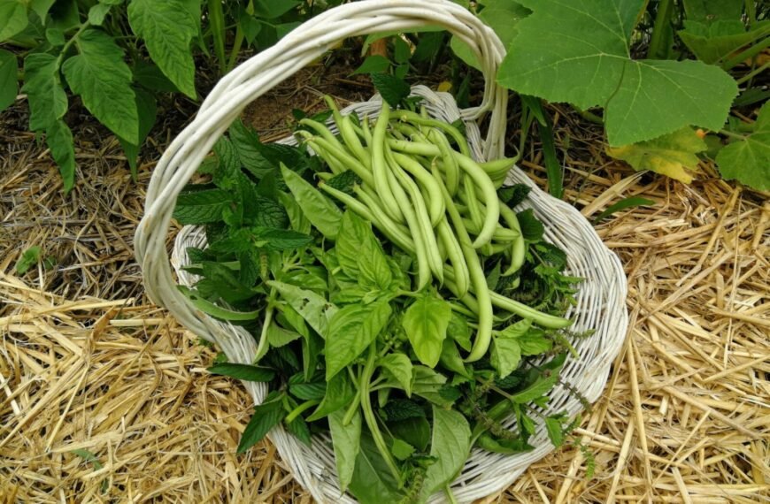 legumes potager mandala 7 scaled