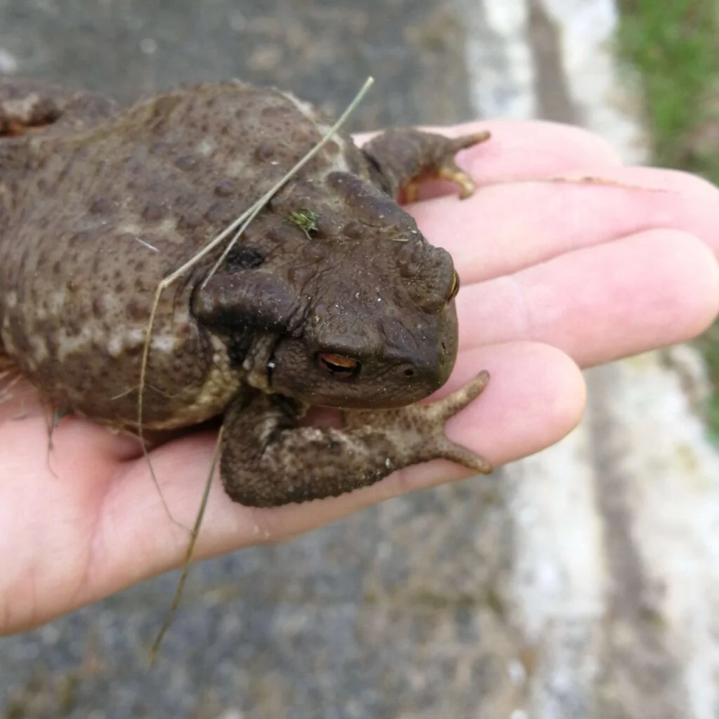 potager mandala kermit le crapaud