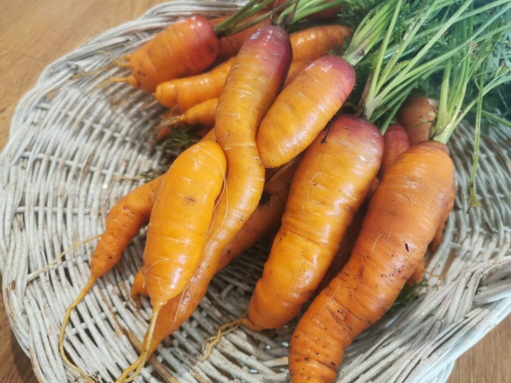 Les paniers du potager 81 - Kerbeleg Carottes ()