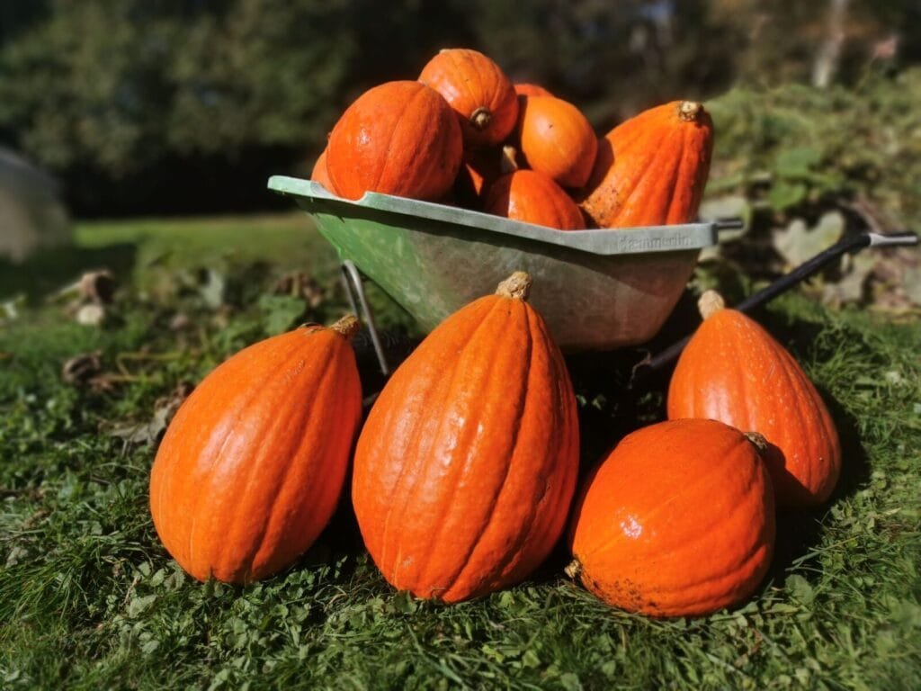 Les paniers du potager 79 - Kerbeleg Citrouilles Potirons ()