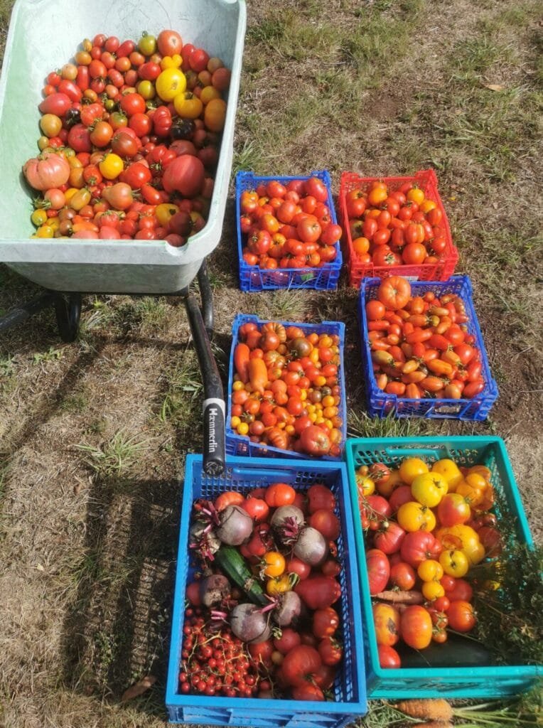 Les paniers du potager 82 - Kerbeleg Tomates Banque Alimentaire