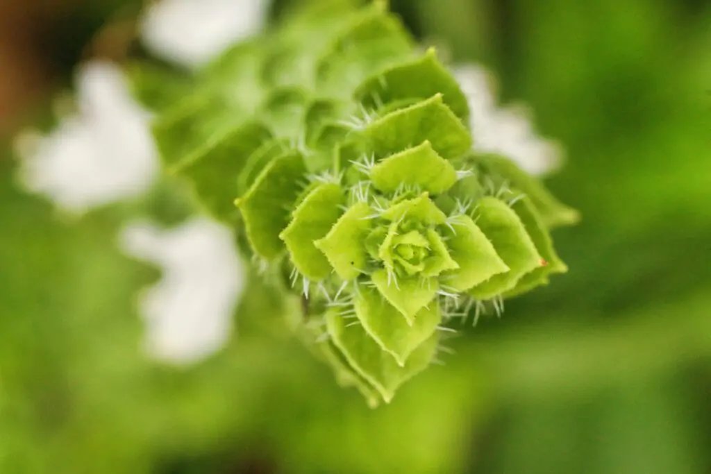 Close-up of the Mandala vegetable garden: Revelations about invisible life 6 - Kerbeleg Close-up of the Mandala vegetable garden: Revelations about invisible life - macro photographie basilic - Kerbeleg