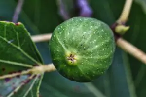 Close-up of the Mandala vegetable garden: Revelations about invisible life 5 - Kerbeleg Close-up of the Mandala vegetable garden: Revelations about invisible life - macro photographie figue - Kerbeleg