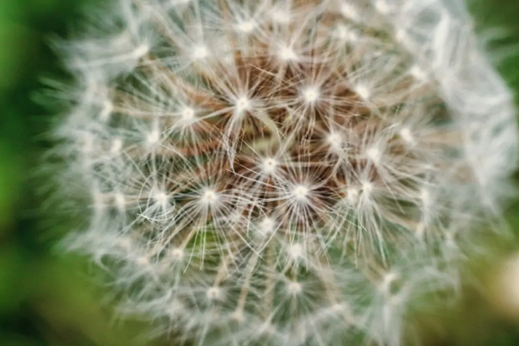 Close-up of the Mandala vegetable garden: Revelations about invisible life 11 - Kerbeleg macro photographie pissenlit scaled