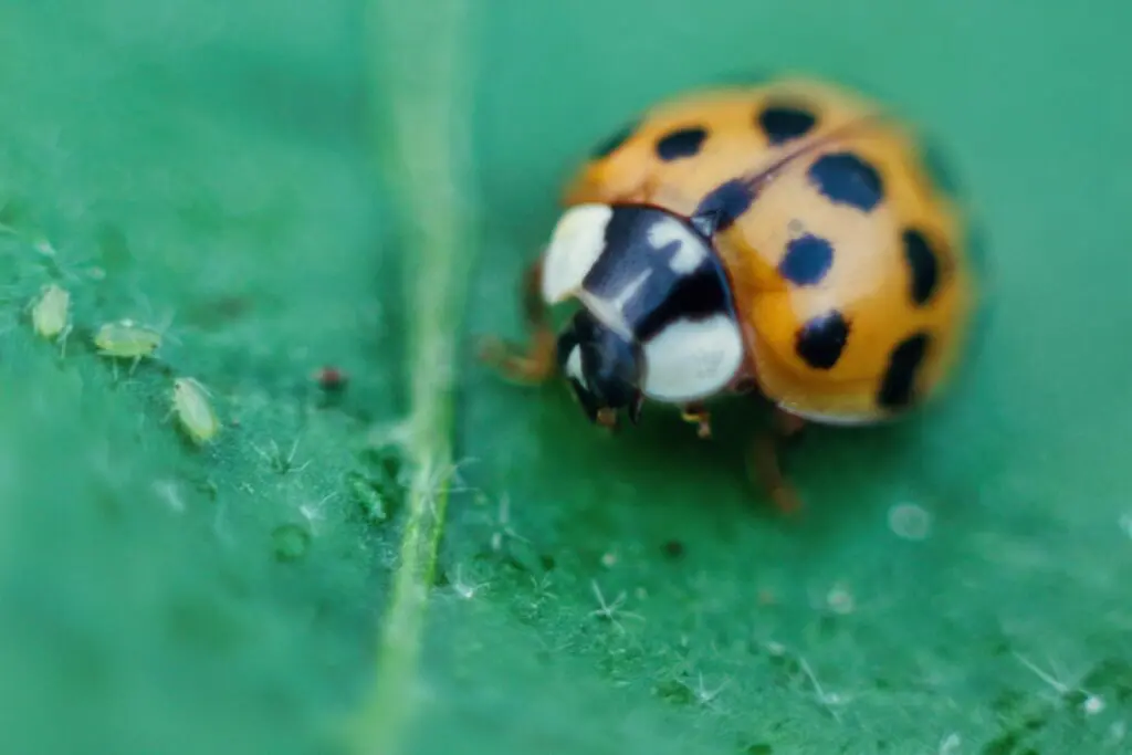Close-up of the Mandala vegetable garden: Revelations about invisible life 14 - Kerbeleg Macro photographie Coccinelle asiatique sur feuille daubergine et trois pucerons