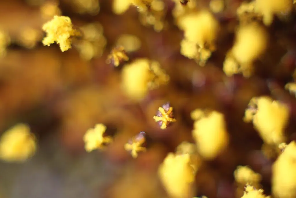 Close-up of the Mandala vegetable garden: Revelations about invisible life 13 - Kerbeleg Macro photographie Tournesol 6