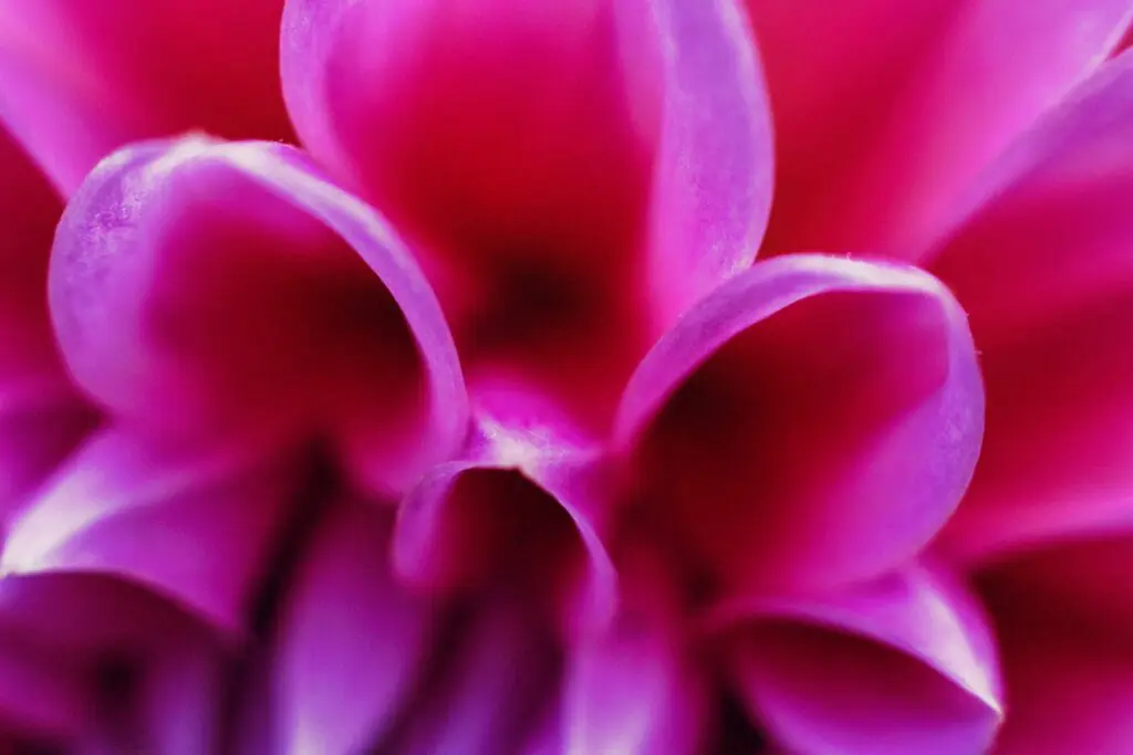Close-up of the Mandala vegetable garden: Revelations about invisible life 7 - Kerbeleg Macro photographie petales