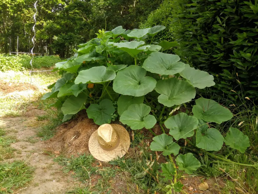 Potager Mandala Potimarron