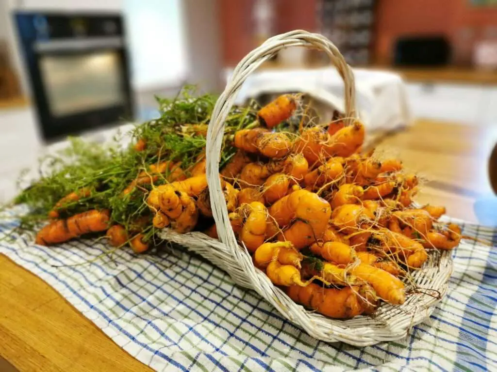 Carottes Recolte Les Paniers Jardin Potager Mandala Kerbeleg