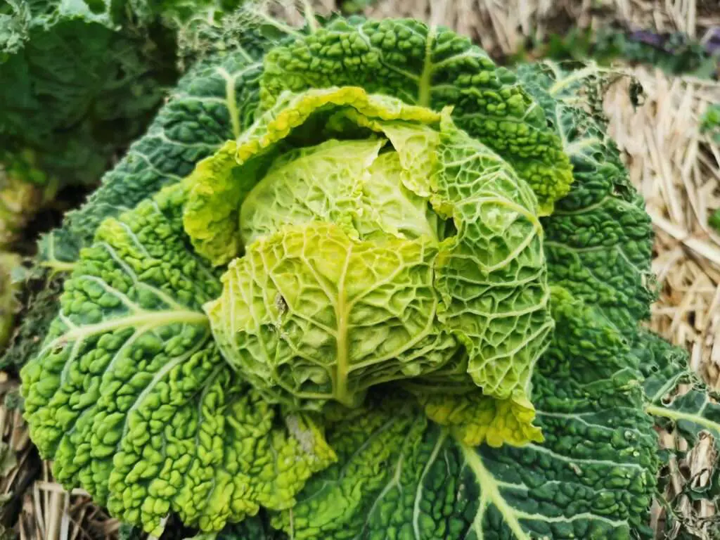Choux Recolte Les Paniers Jardin Potager Mandala Kerbeleg