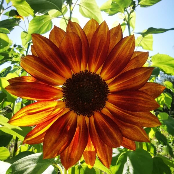 Giant red and orange sunflowers