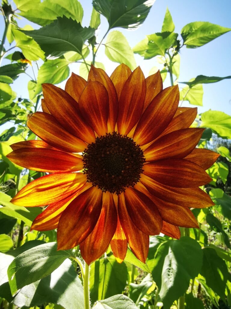 Tournesol géant rouge et orange ()