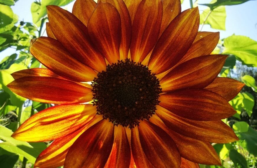 Tournesol géant rouge et orange