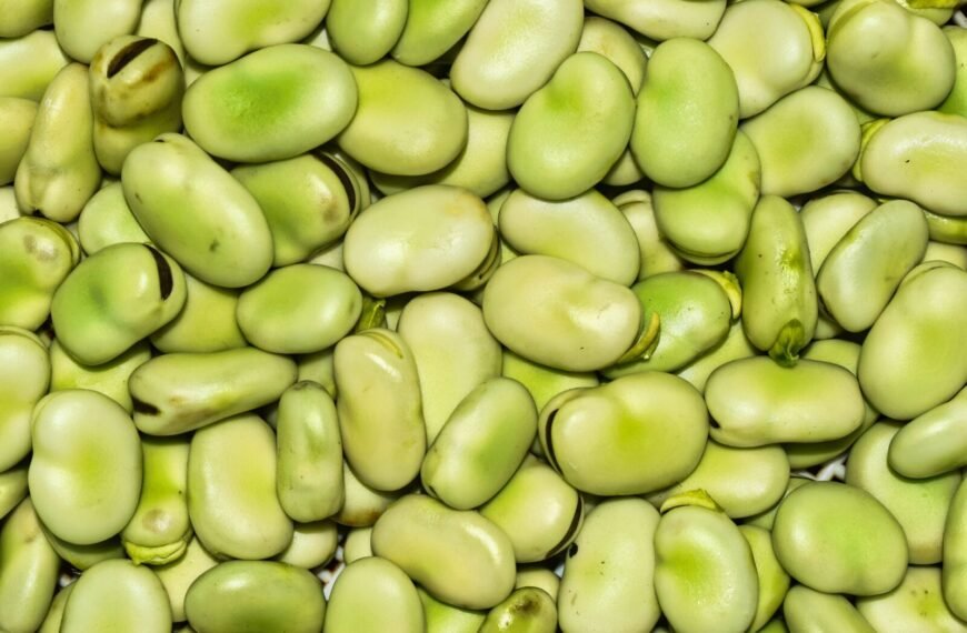 Reproduzierbare Samen 7 - Kerbeleg fèves potager mandala semence