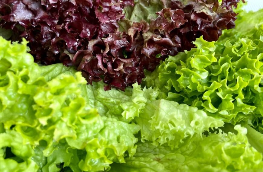 Reproduzierbare Samen 3 - Kerbeleg laitues feuilles potager mandala semence