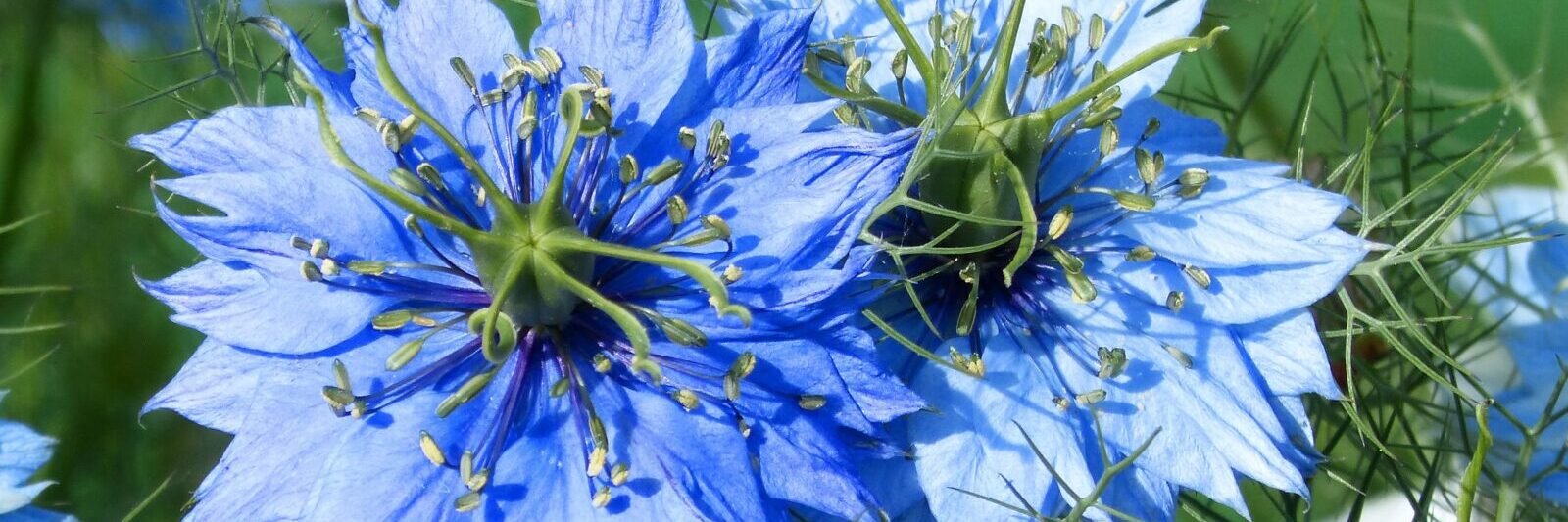 nigelle de Damas semis kerbeleg jardin potager mandala