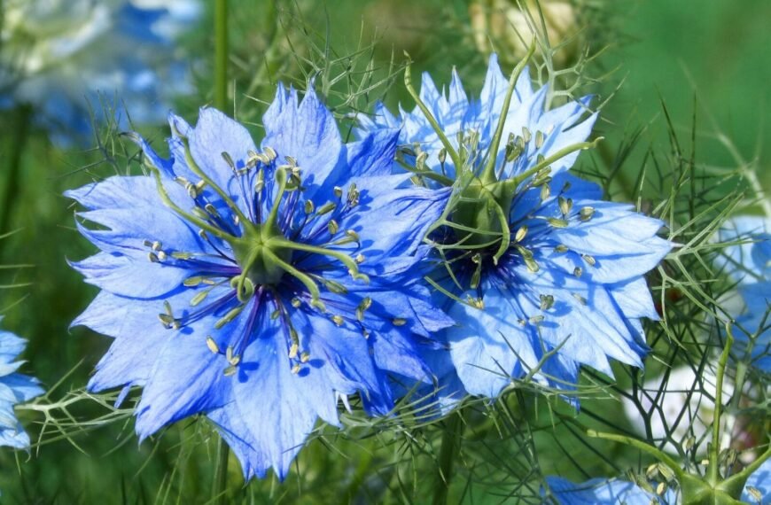 Reproduzierbare Samen 15 - Kerbeleg nigelle de Damas semis kerbeleg jardin potager mandala