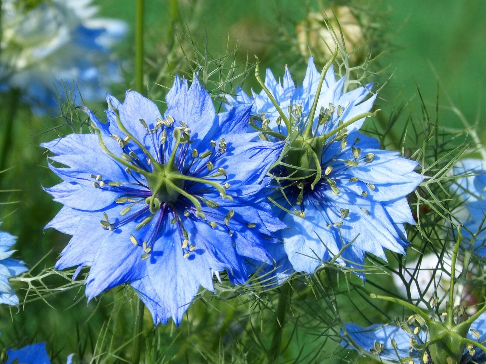 Nigelle de Damas