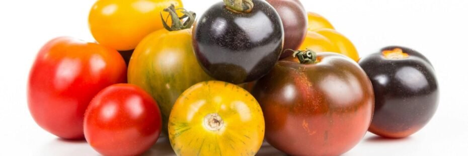 tomates mélangées potager jardin