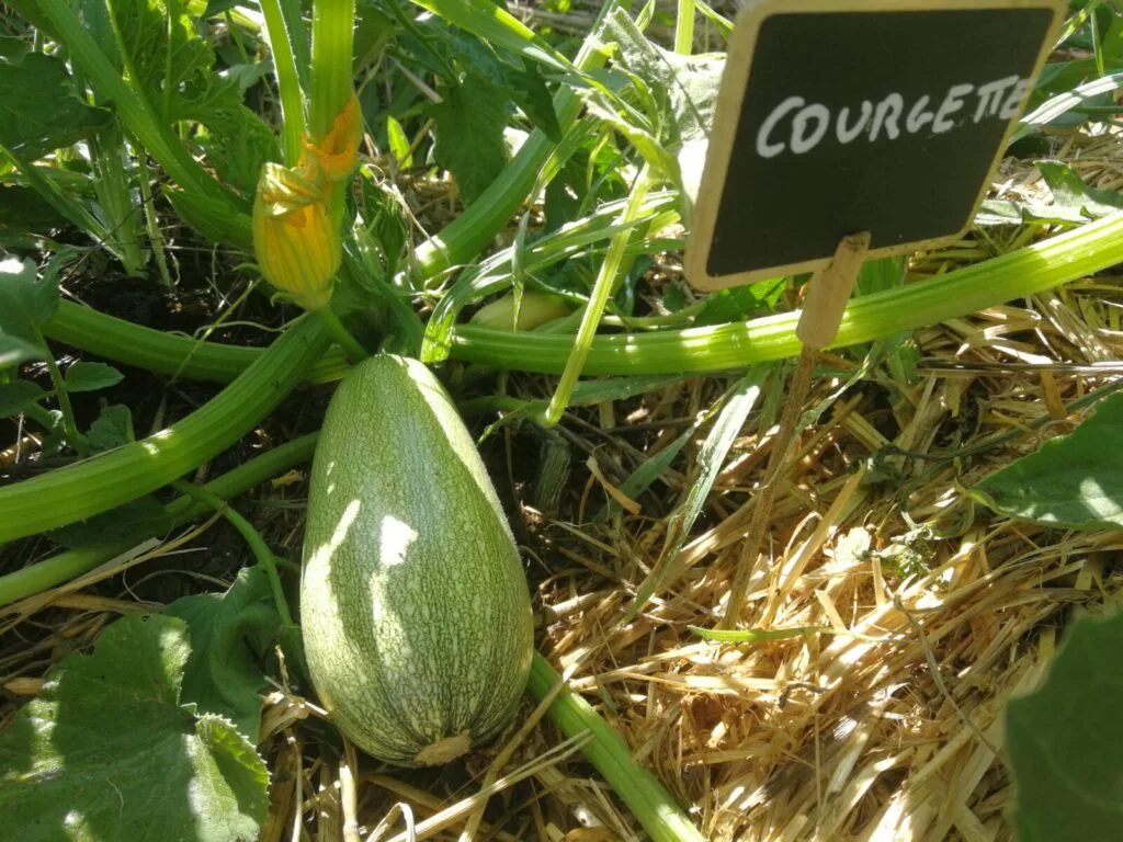 Courgette Recolte Les Paniers Jardin Potager Mandala Kerbeleg
