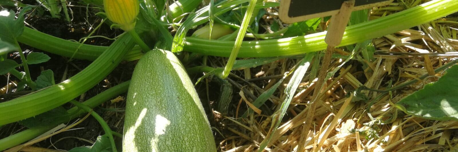 Courgette Recolte Les Paniers Jardin Potager Mandala Kerbeleg