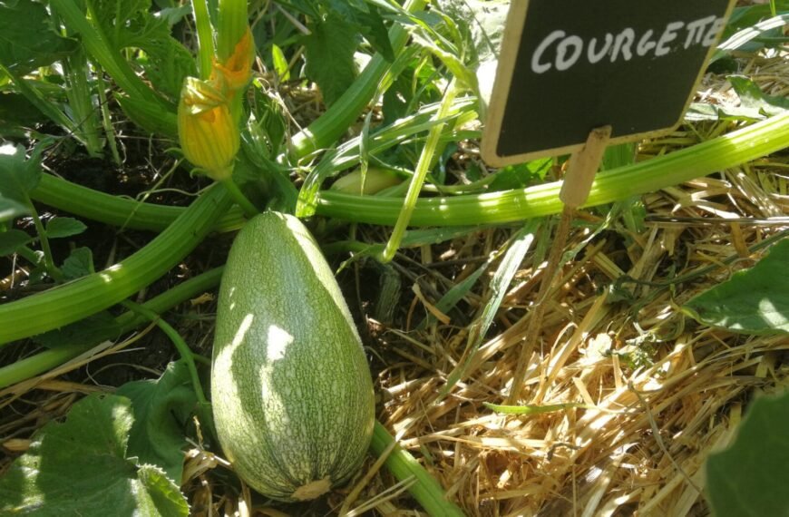 Reproduzierbare Samen 1 - Kerbeleg Courgette Recolte Les Paniers Jardin Potager Mandala Kerbeleg