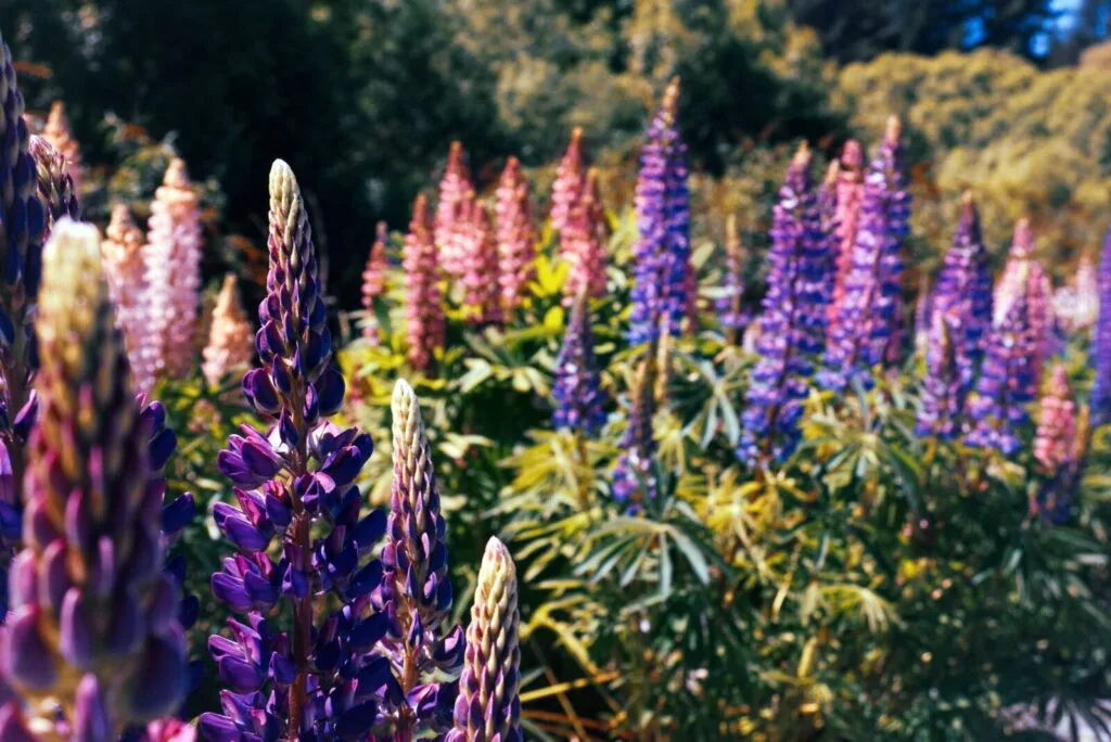 Lupine 7 - Kerbeleg Lupin graines semences seeds
