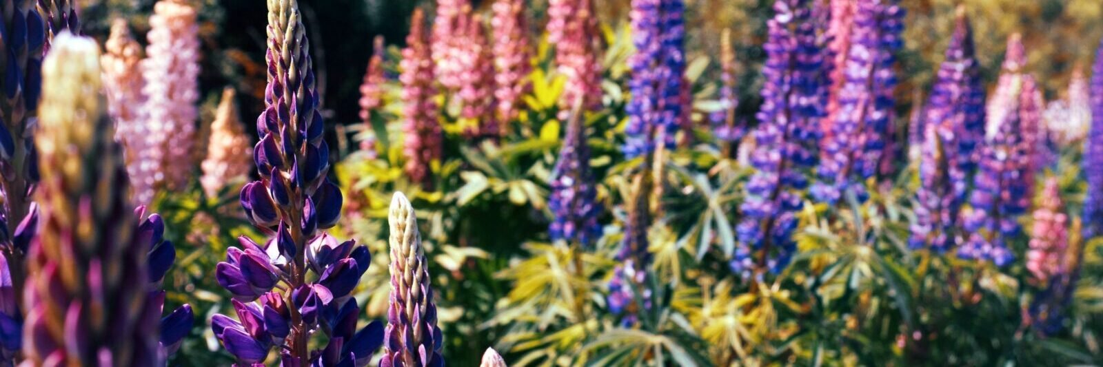 Lupin graines semences seeds