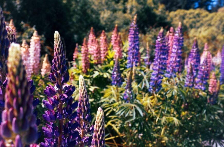 Reproduzierbare Samen 8 - Kerbeleg Lupin graines semences seeds