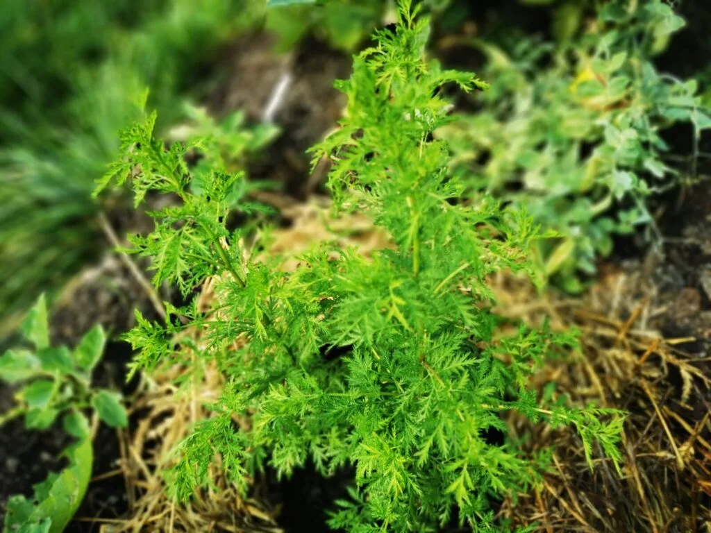 Artemisia Annua ()