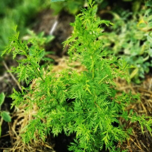 Artemisia annua: a plant with many virtues and controversies