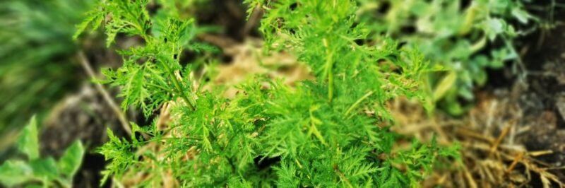 Artemisia Annua ()