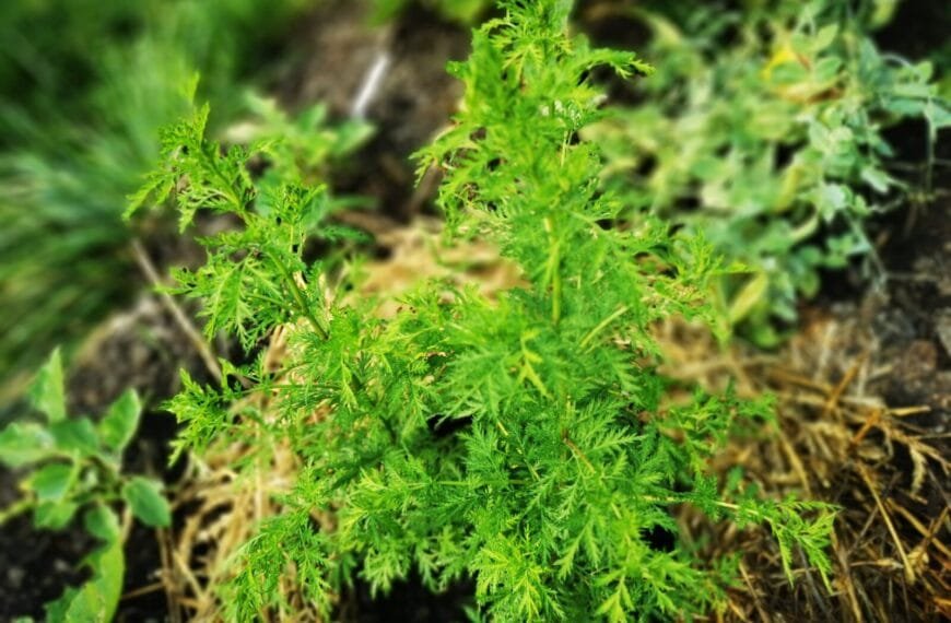 Artemisia annua: Eine Pflanze mit vielen Vorzügen und Kontroversen