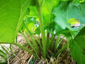 Rhubarbe Potager Jardin Mandala ()