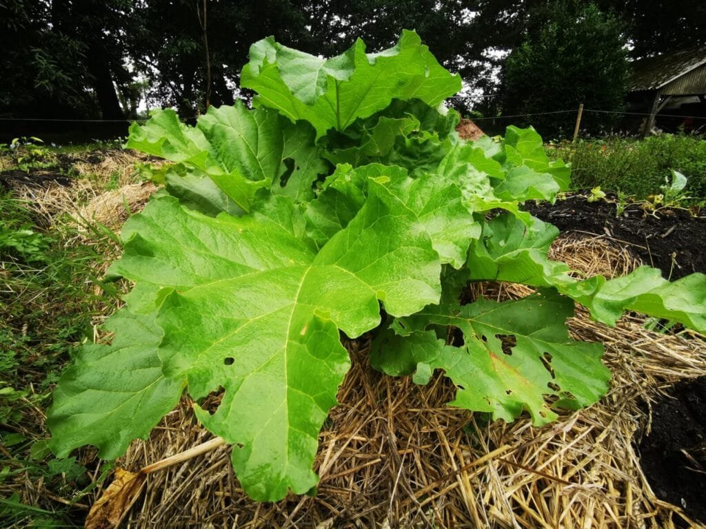 Rhubarbe Potager Jardin Mandala ()